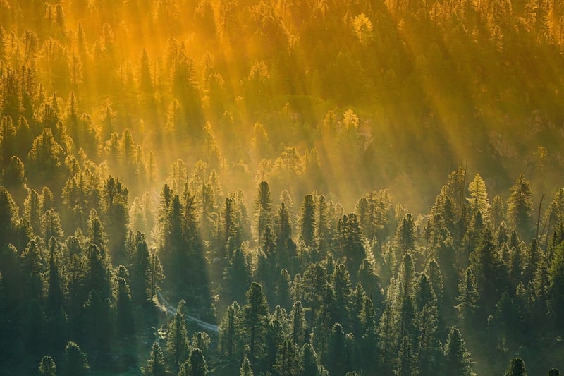 Sunbeam Glow